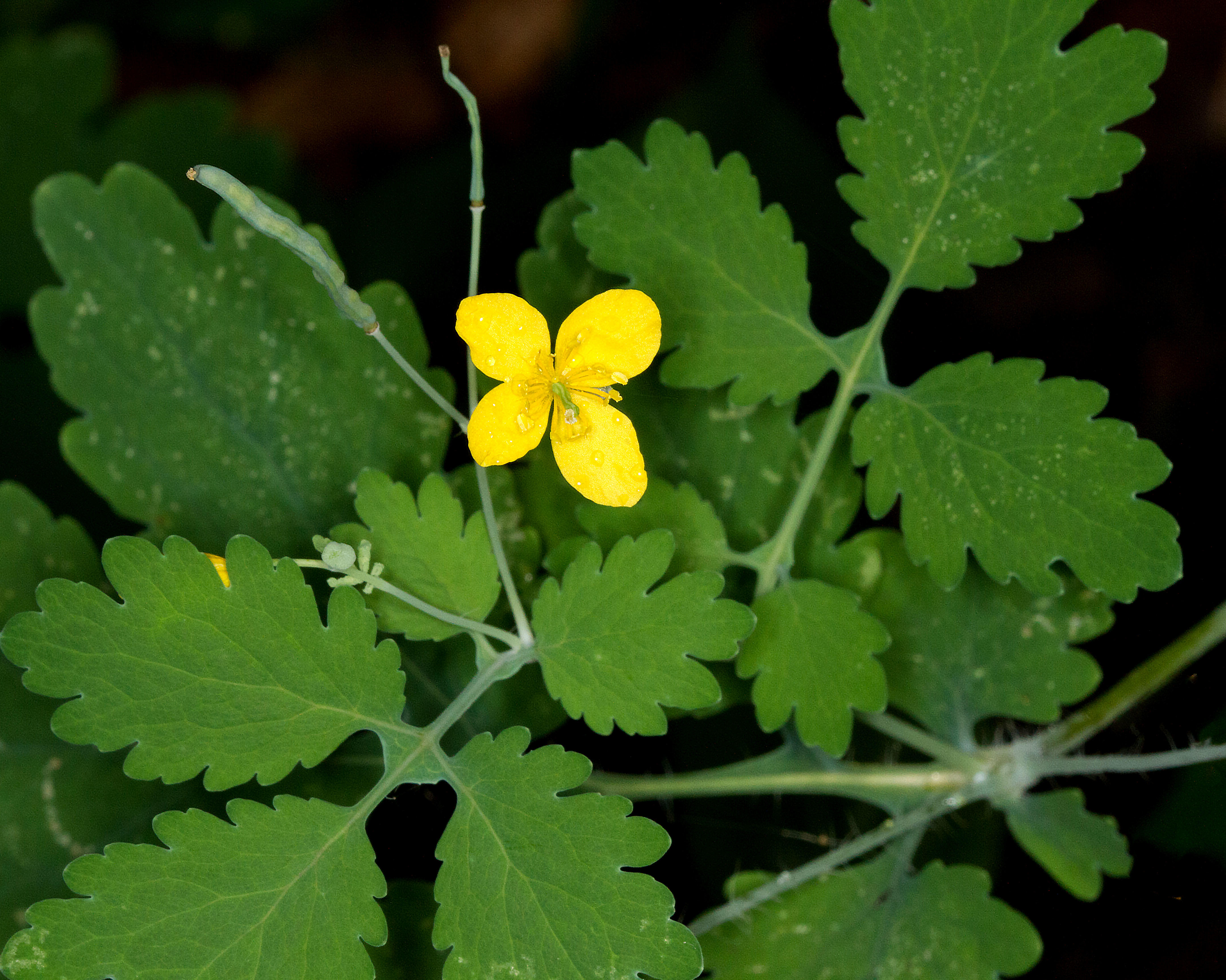 Celandine (Chelidonium majus)