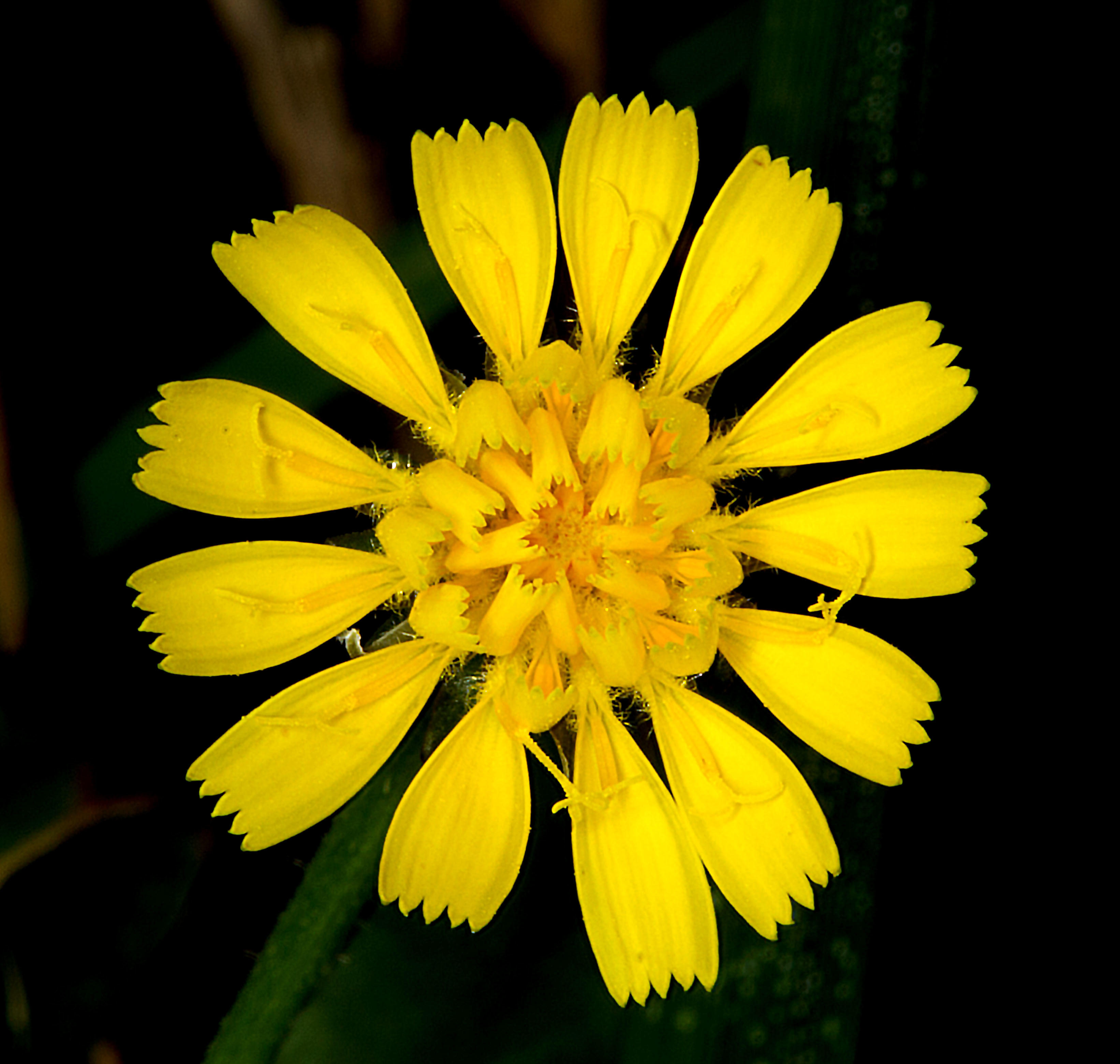 Prickly sow thistle (Sonchus asper)