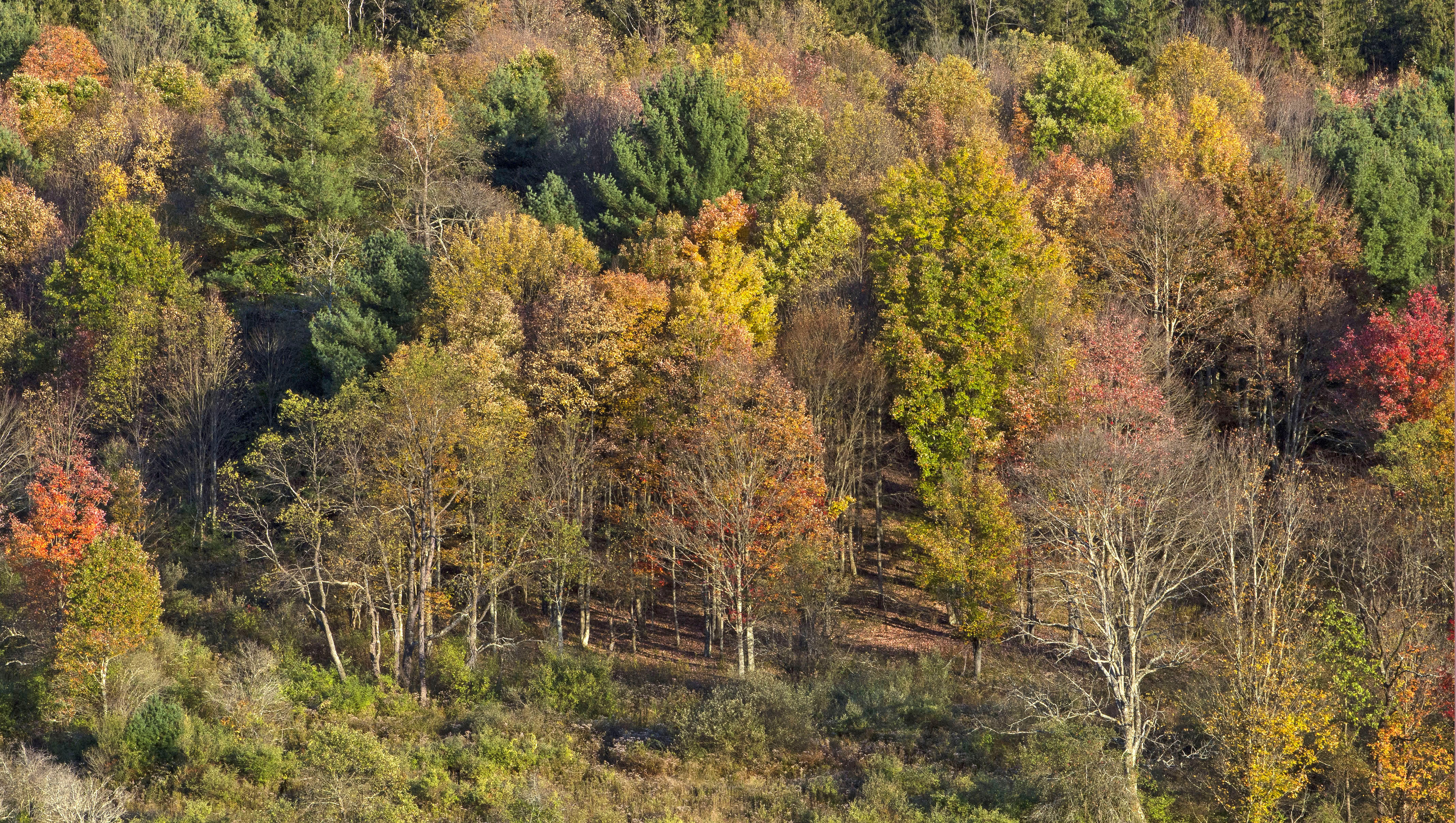 Autumn Forest