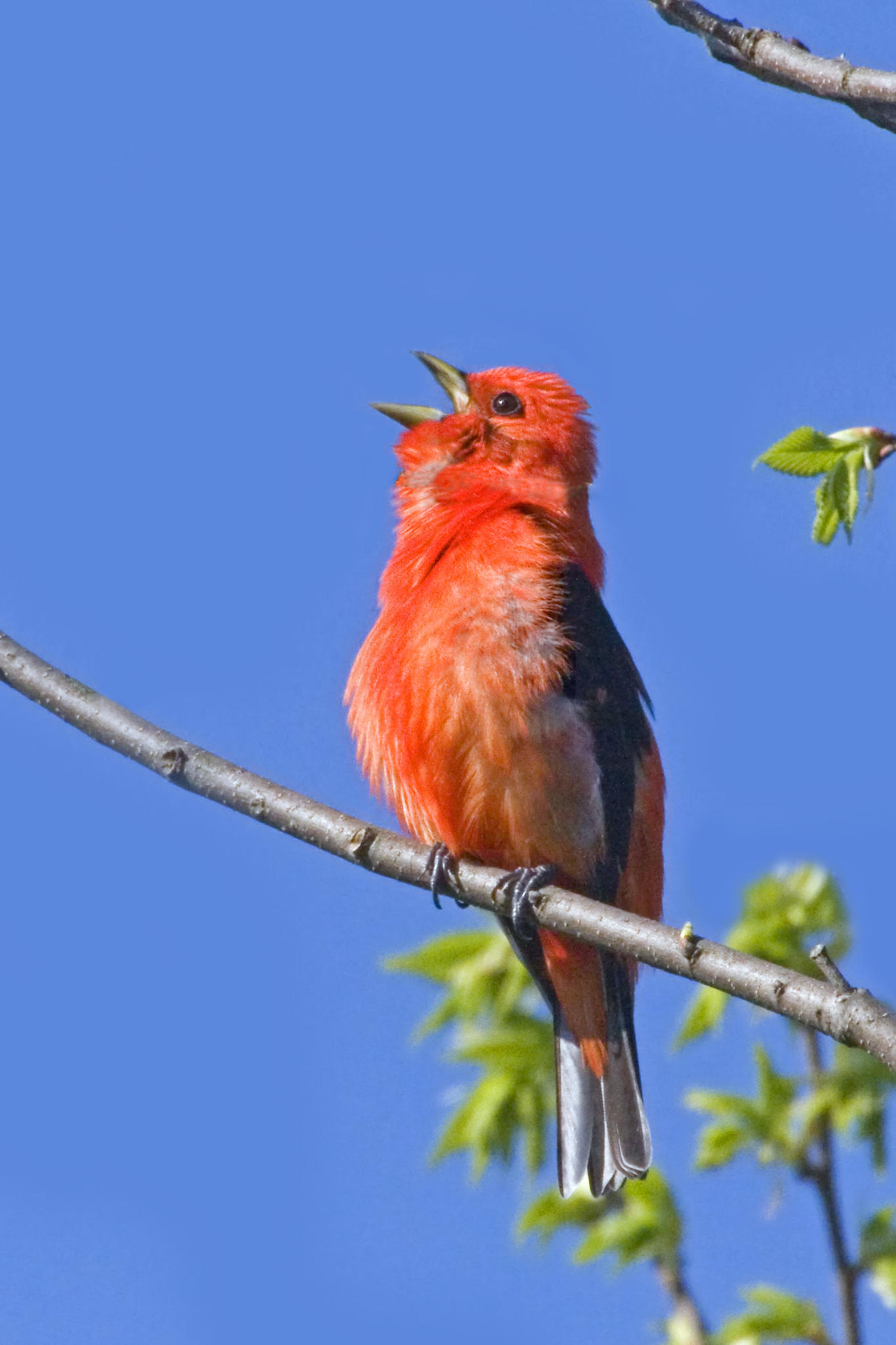 Scarlet Tanager