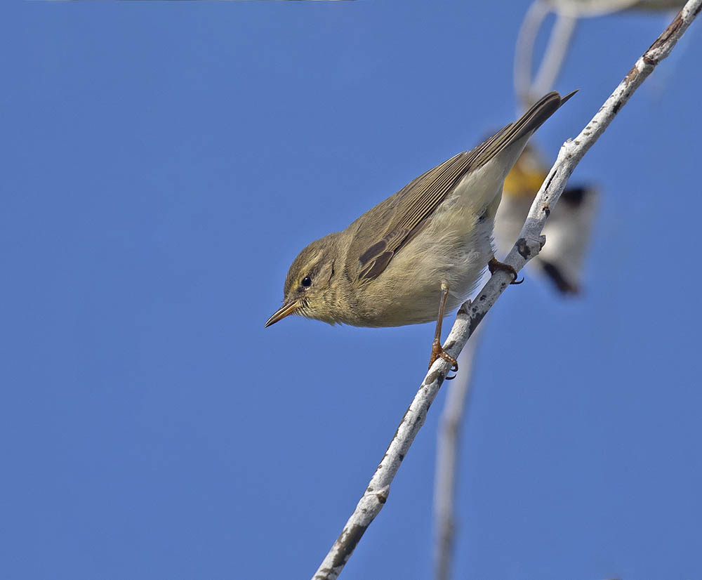 Willow Warbler