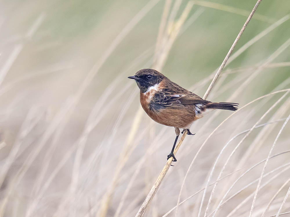 Stonechat (male)