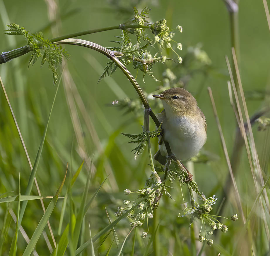 Willow Warbler