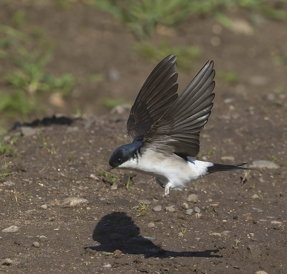 House Martin