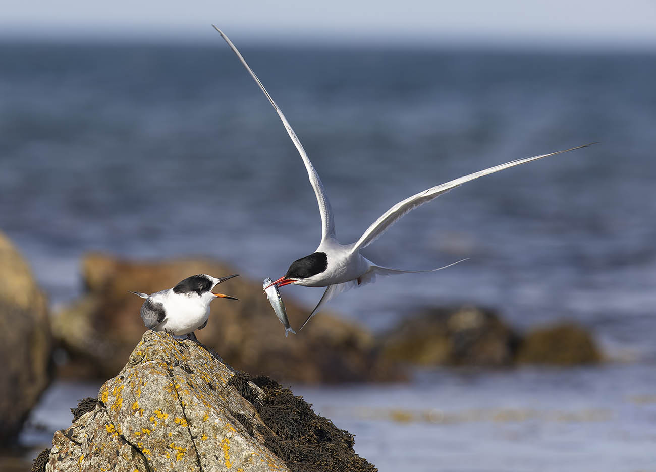 Arctic Terns