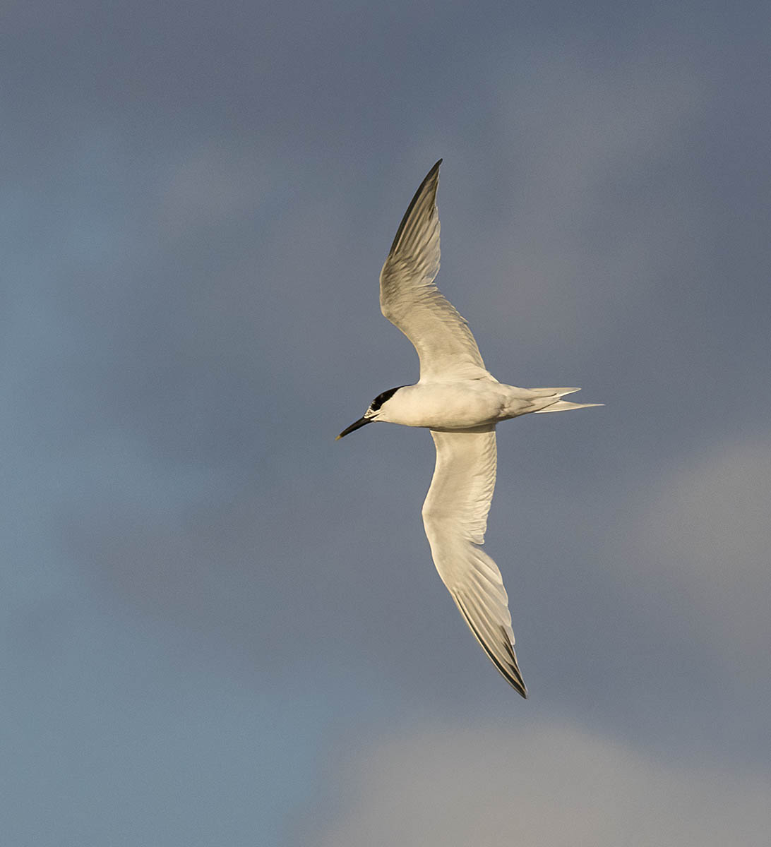 Sandwich Tern