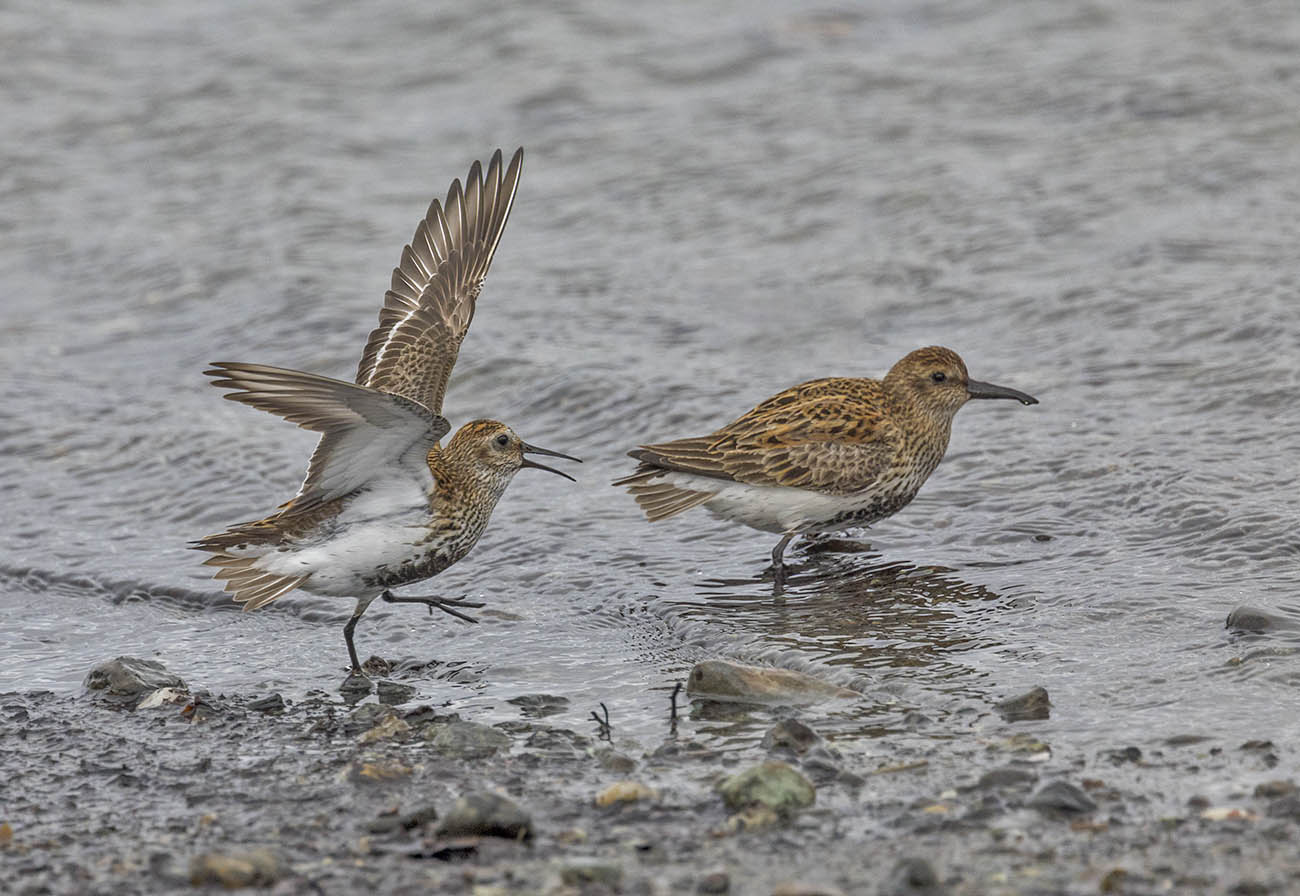 Dunlin