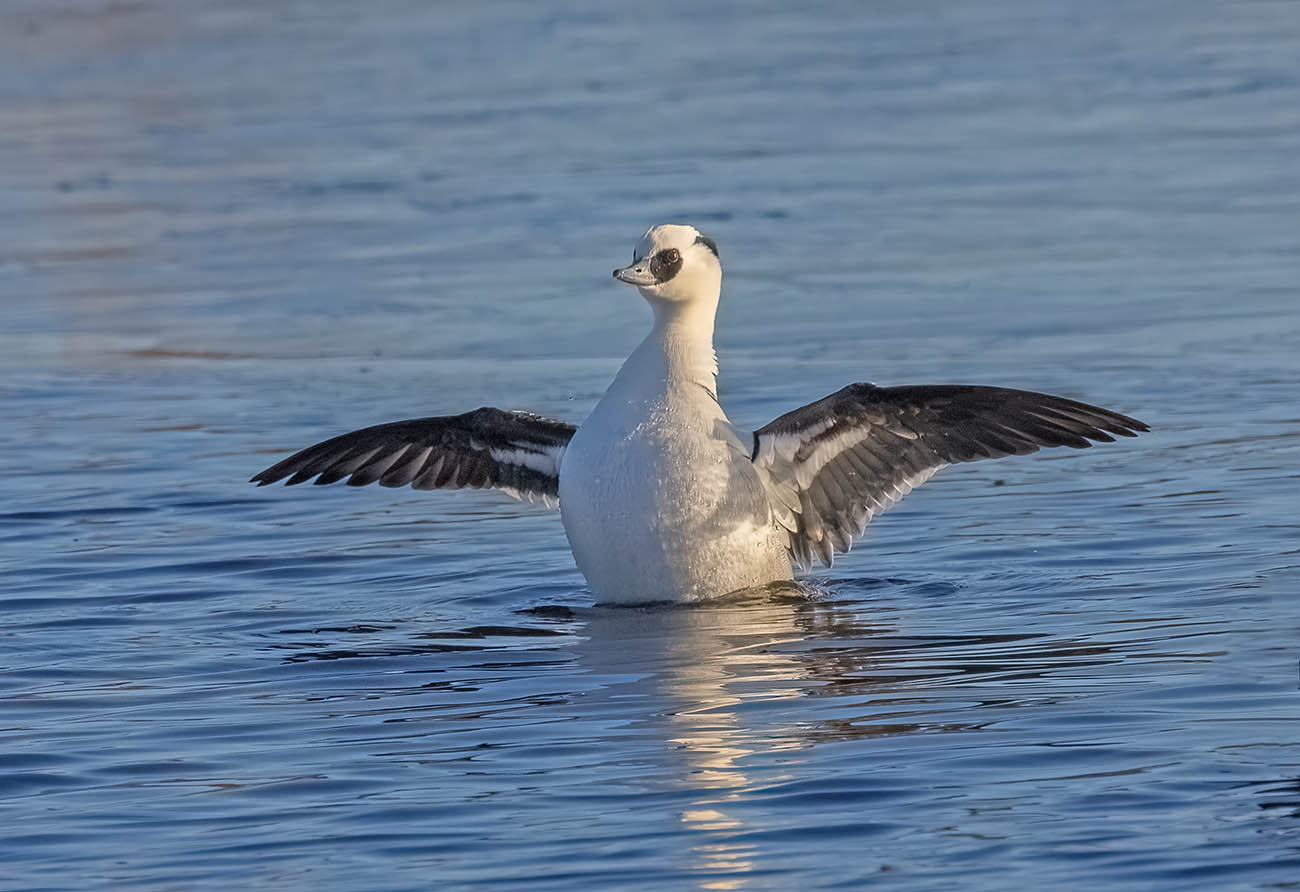 Smew