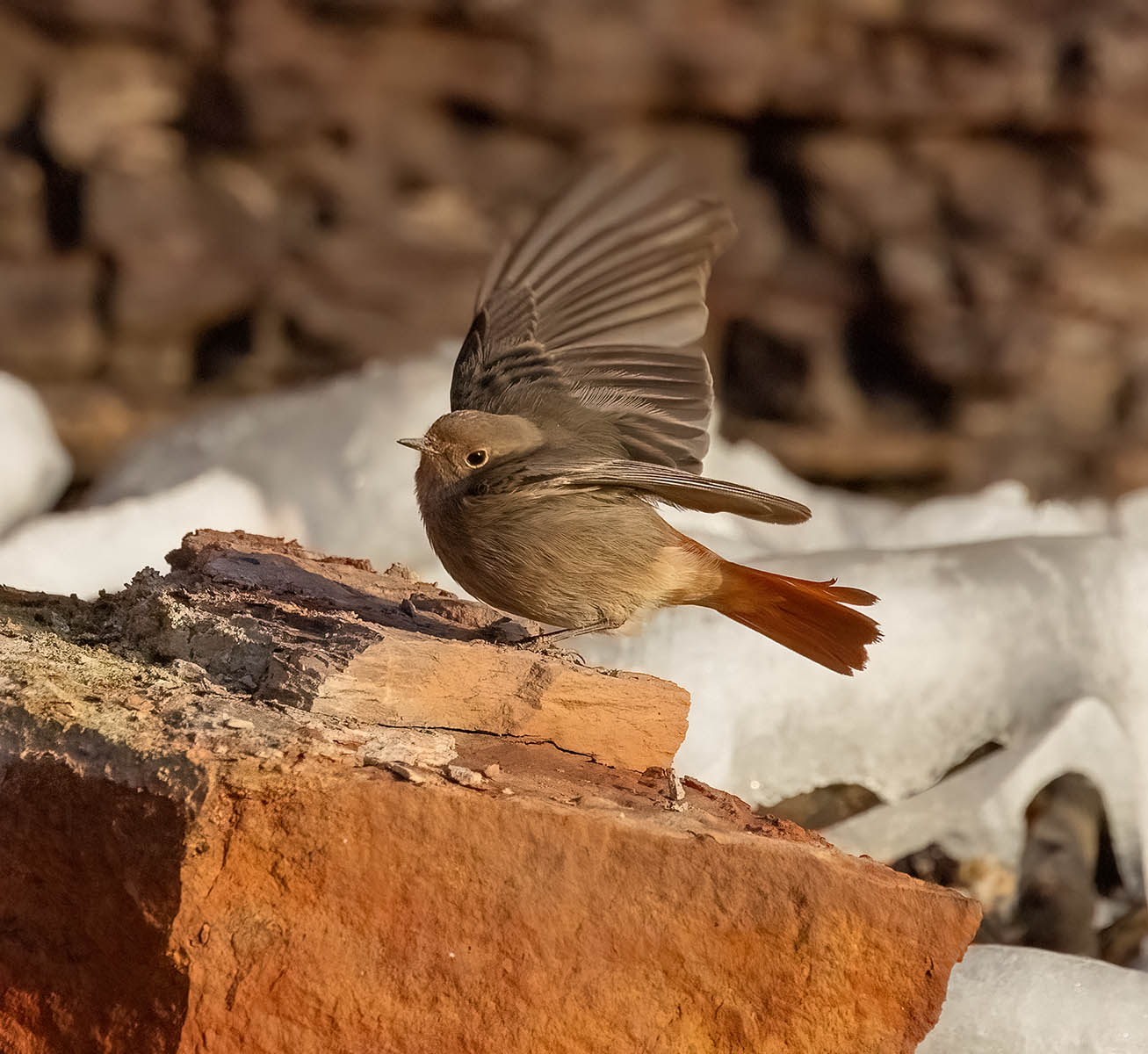 Black Redstart