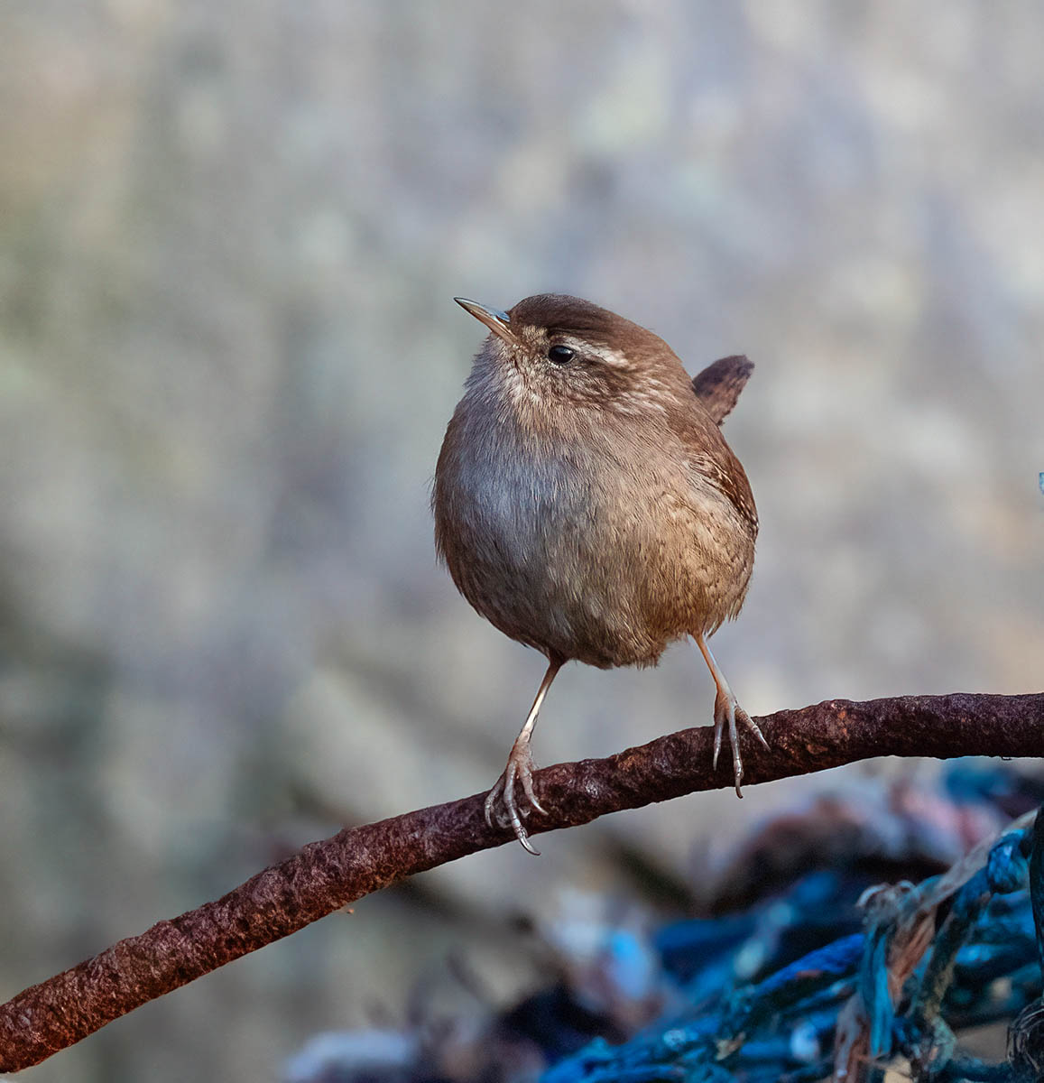 Wren