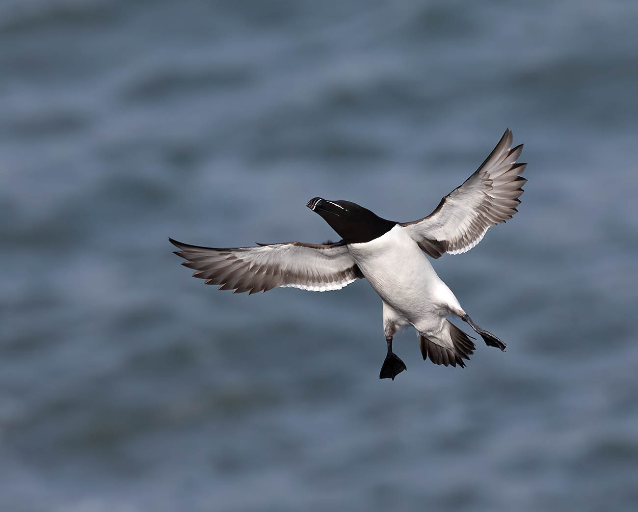 Razorbill