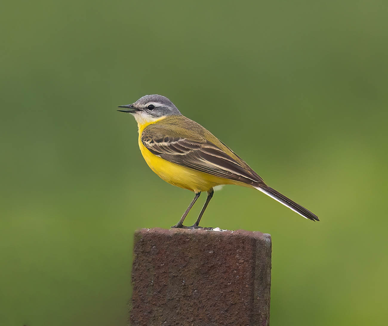 Channel Wagtail