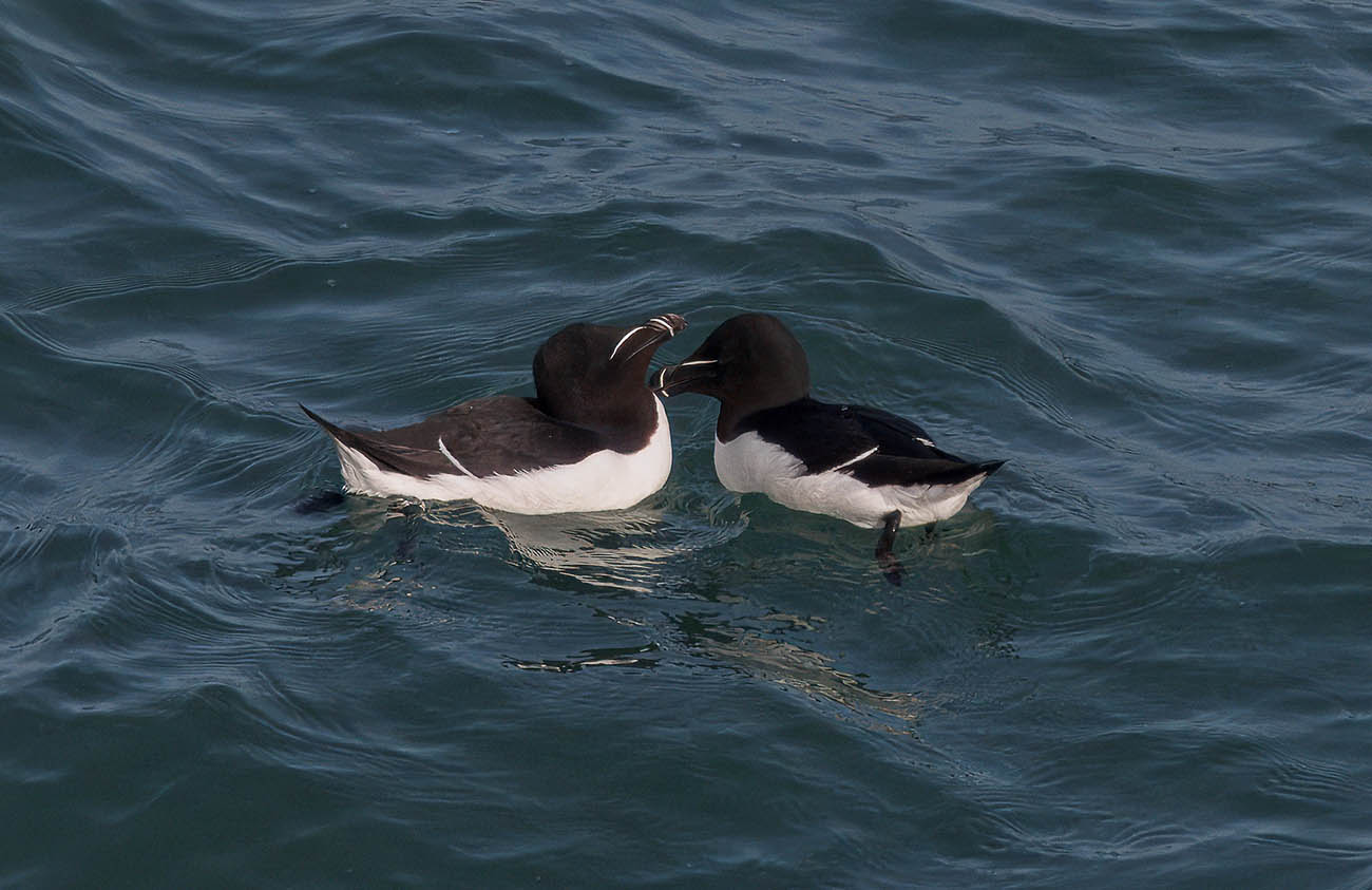 Razorbills