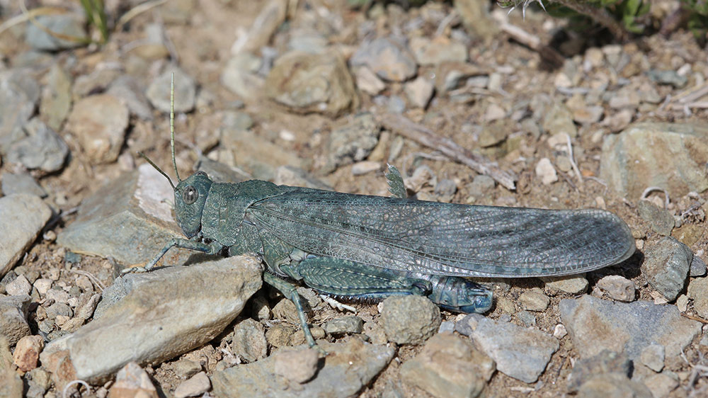 Grasshopper from Mongolia_IMG_1549-111.jpg