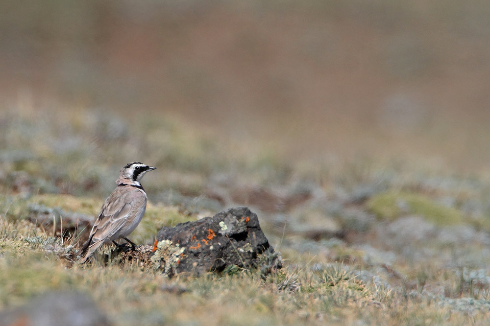  Horned lark Eremophila alpestris uhati krjanec_MG_4725-111.jpg