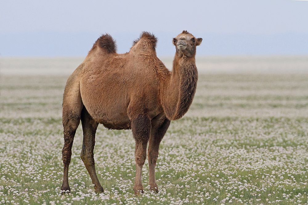 Bactrian camel Camelus bactrianus dvogrba kamela_MG_5466-111.jpg