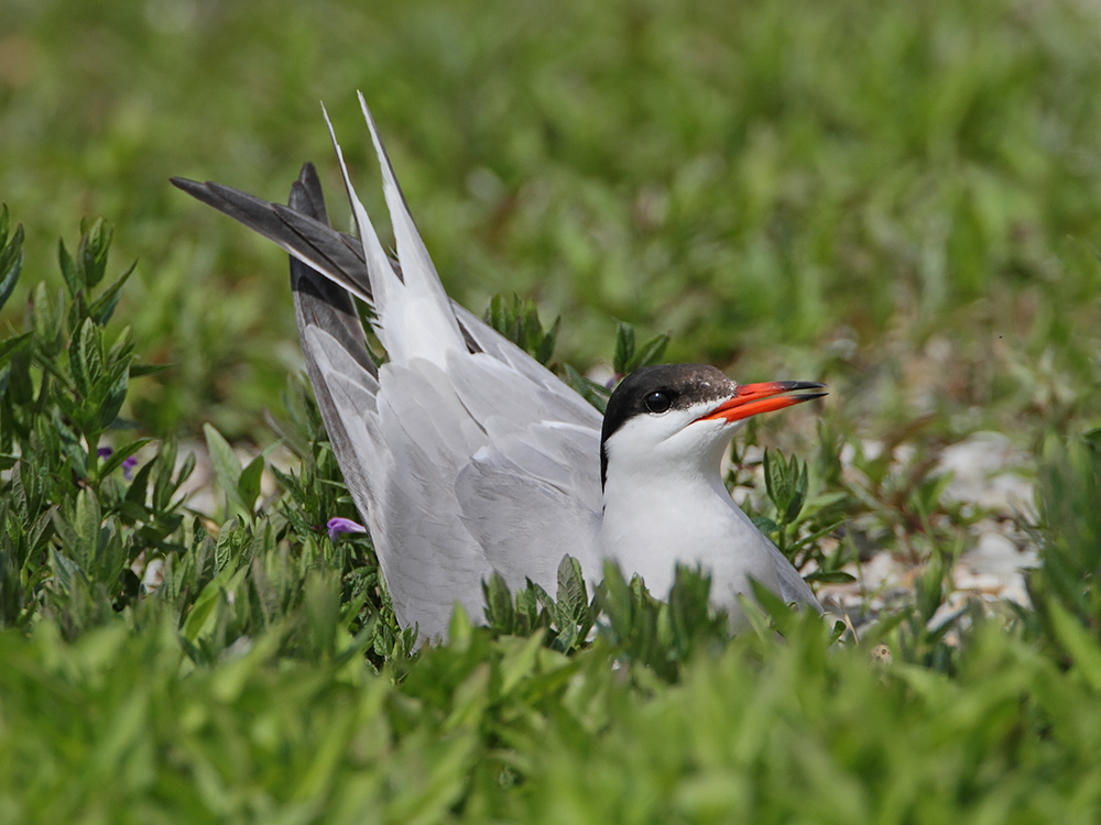 Common tern Sterna hirundo navadna čigra_MG_29891-111.jpg