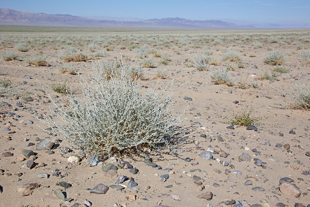 Desert pučava_MG_5666-111.jpg