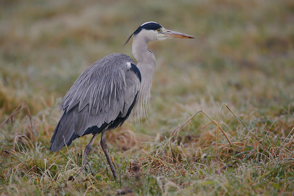 Grey heron Ardea cinerea siva čaplja_MG_1048-111.jpg