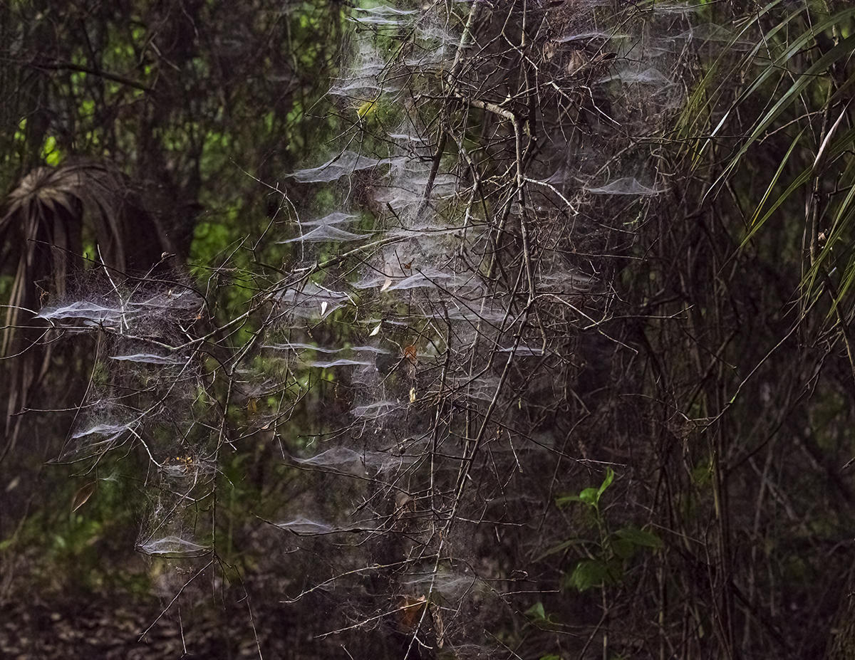 ..many spiders working last night..