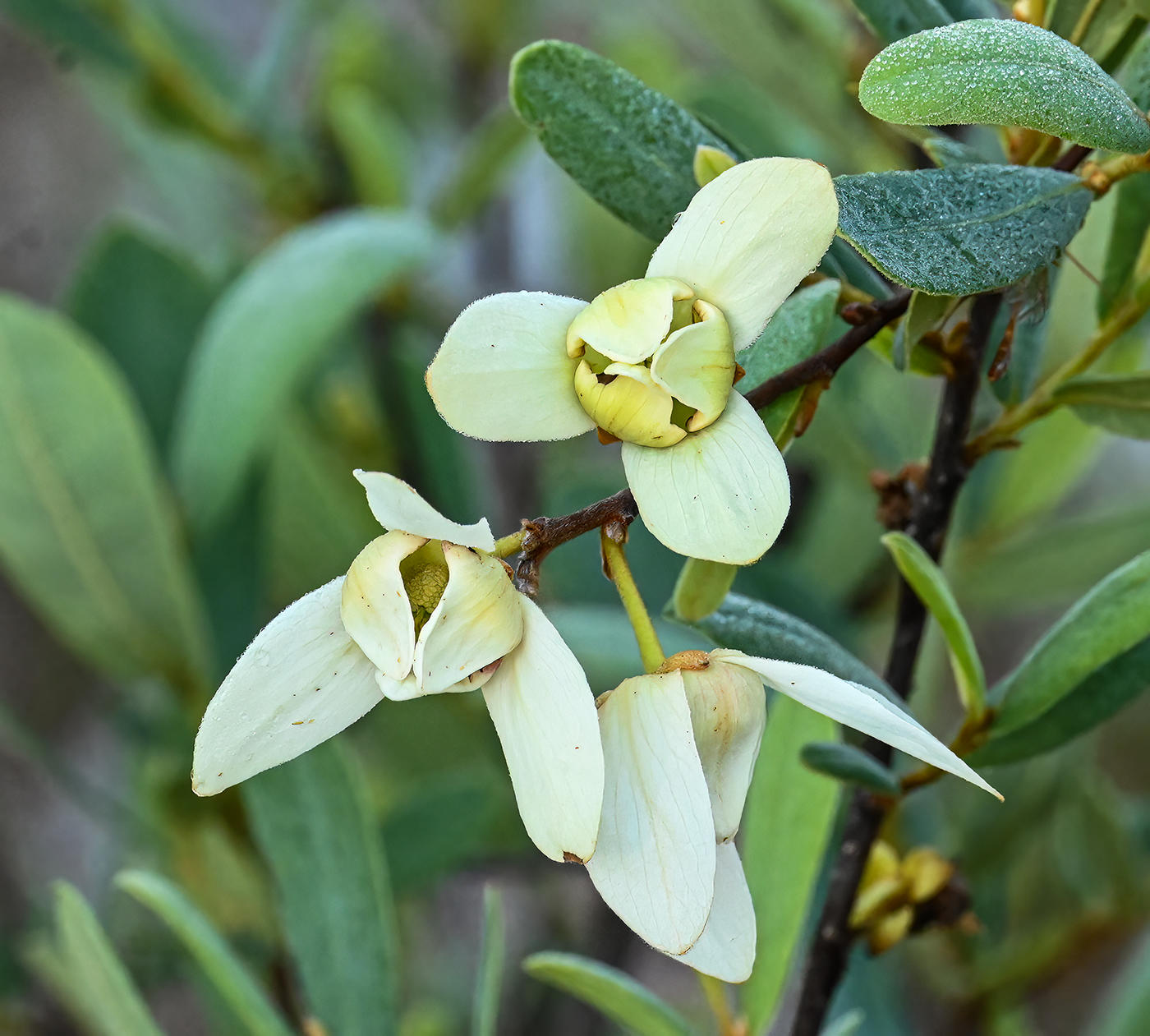 Netted Pawpaw  -Asimina reticulata-