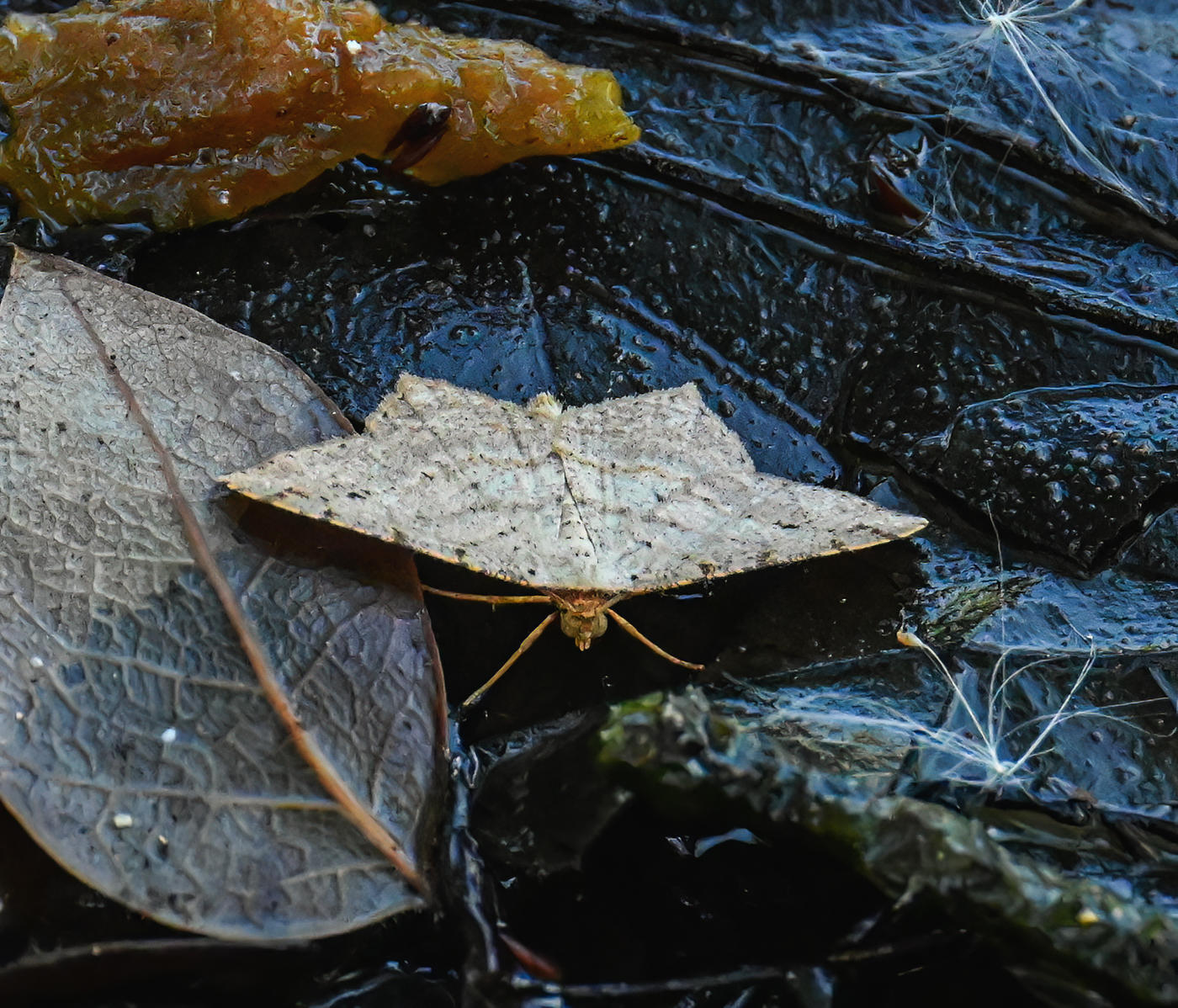 Digrammia Irrorata moth