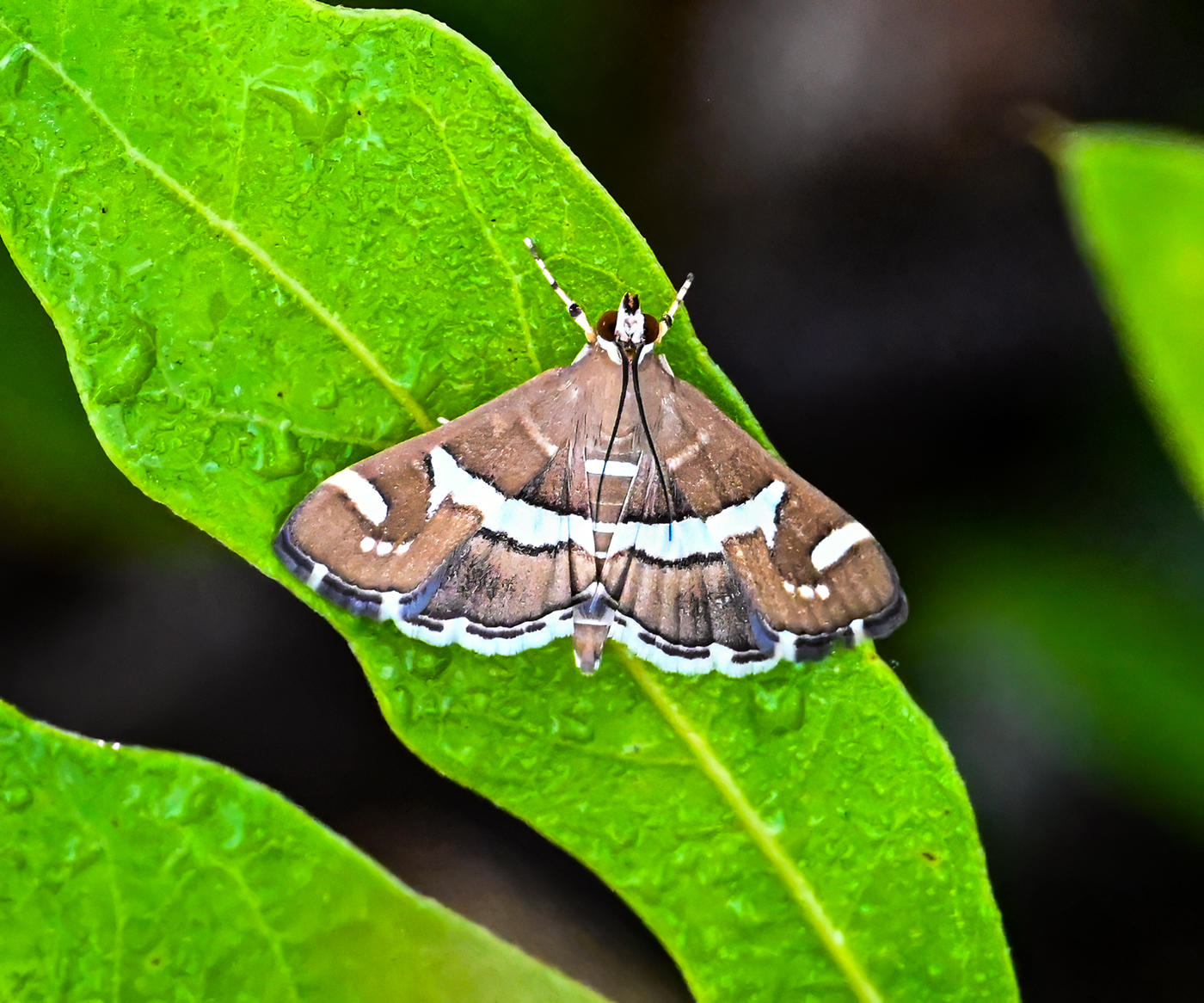 Beet Webworm Moth  _Spoladea recurvalis-