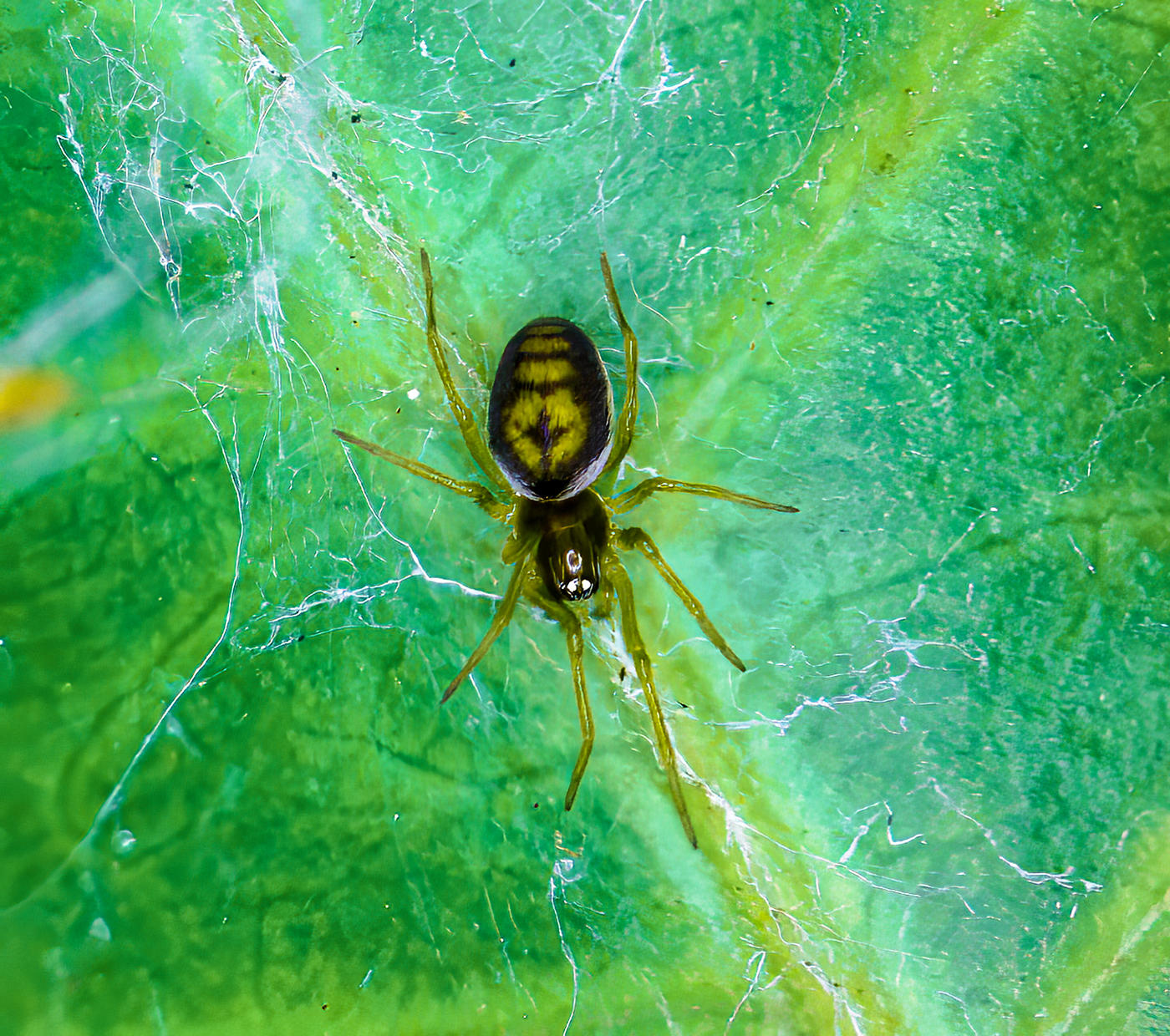 Dictynidae spider  female