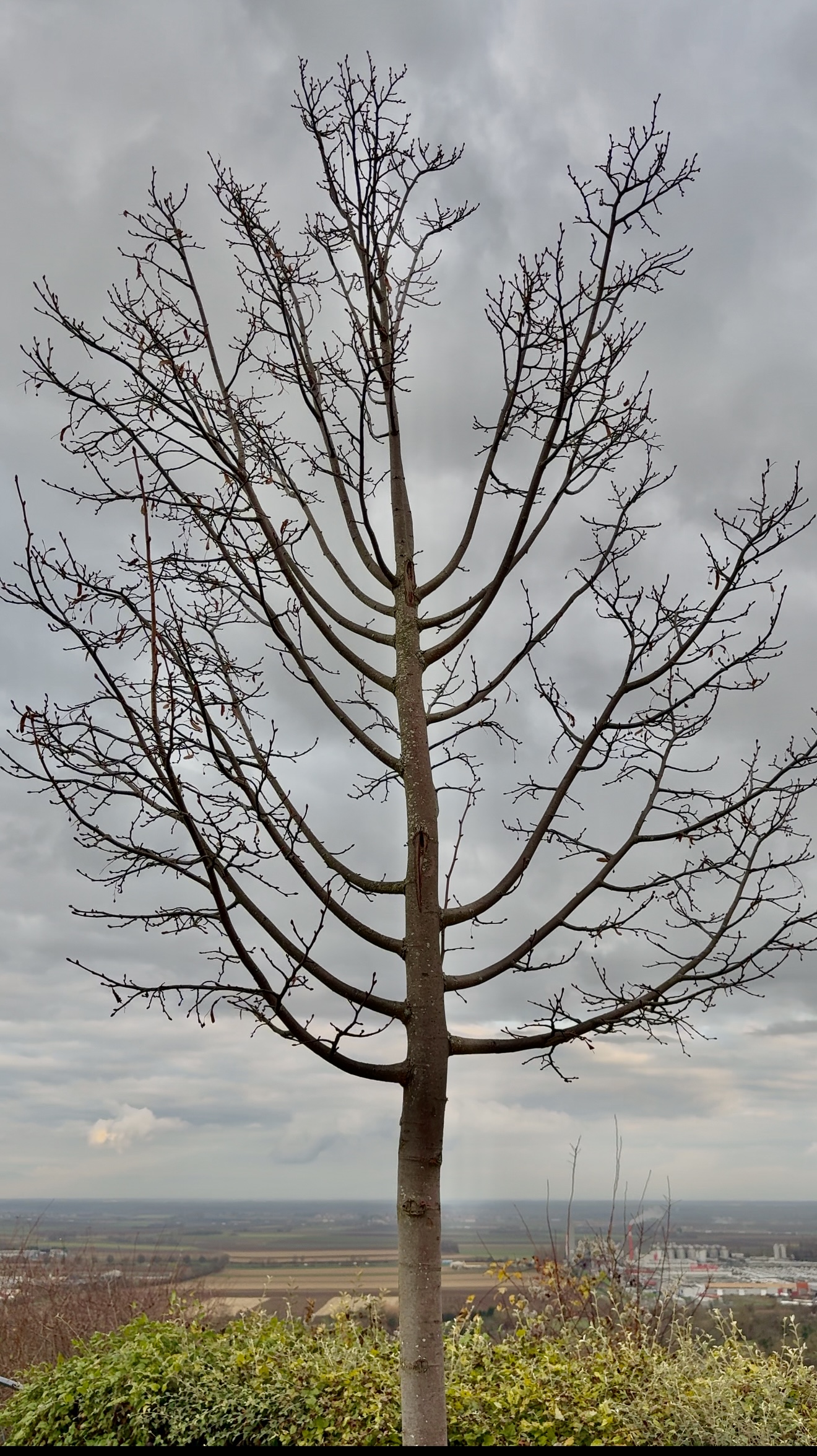 Arbre chandelier