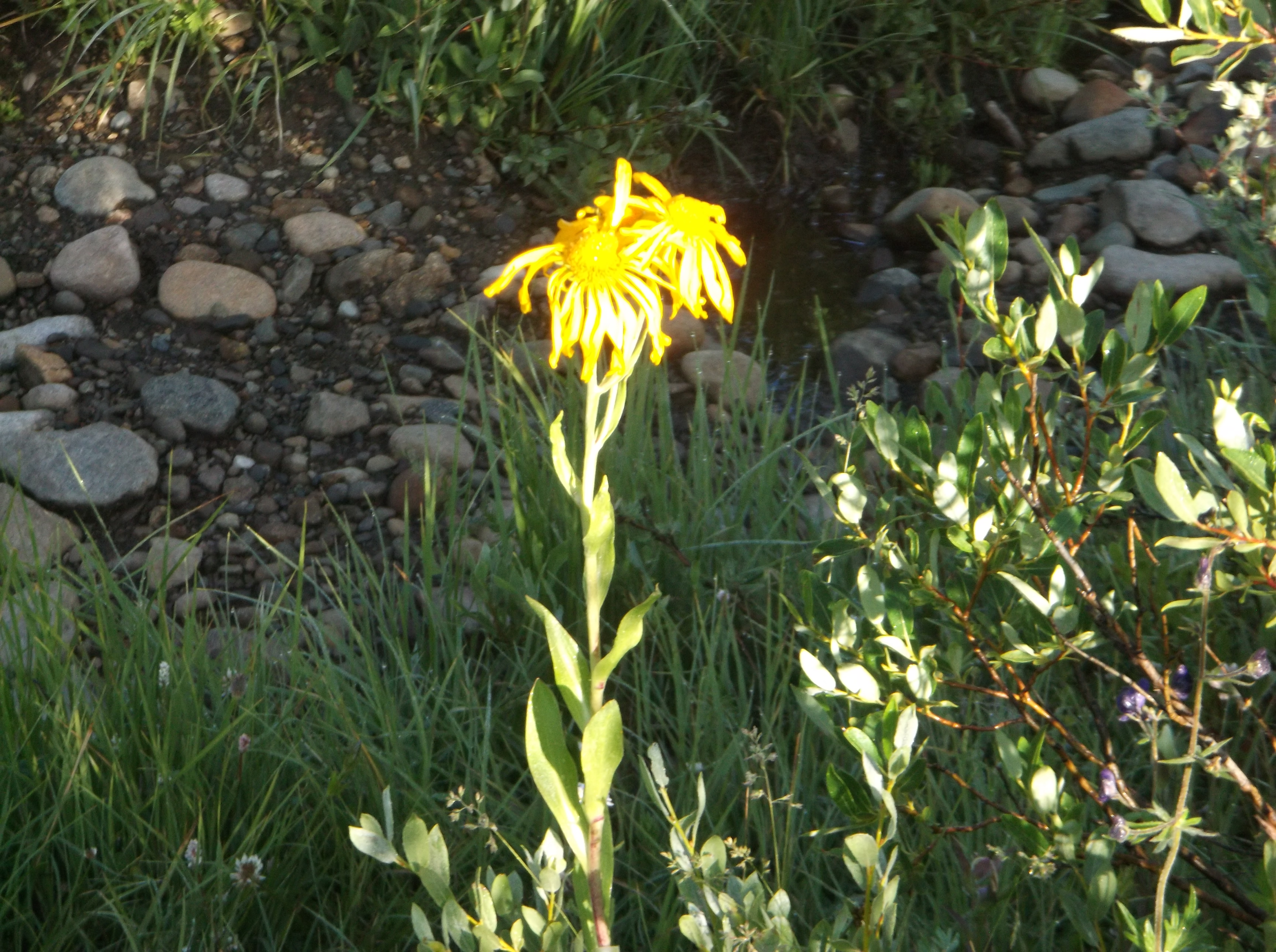 DSCF1489.JPG