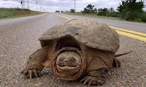 Snapping Turtle.jpg