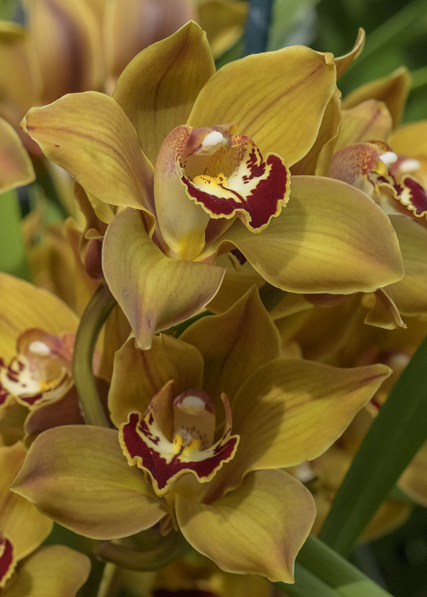 Golden orchids