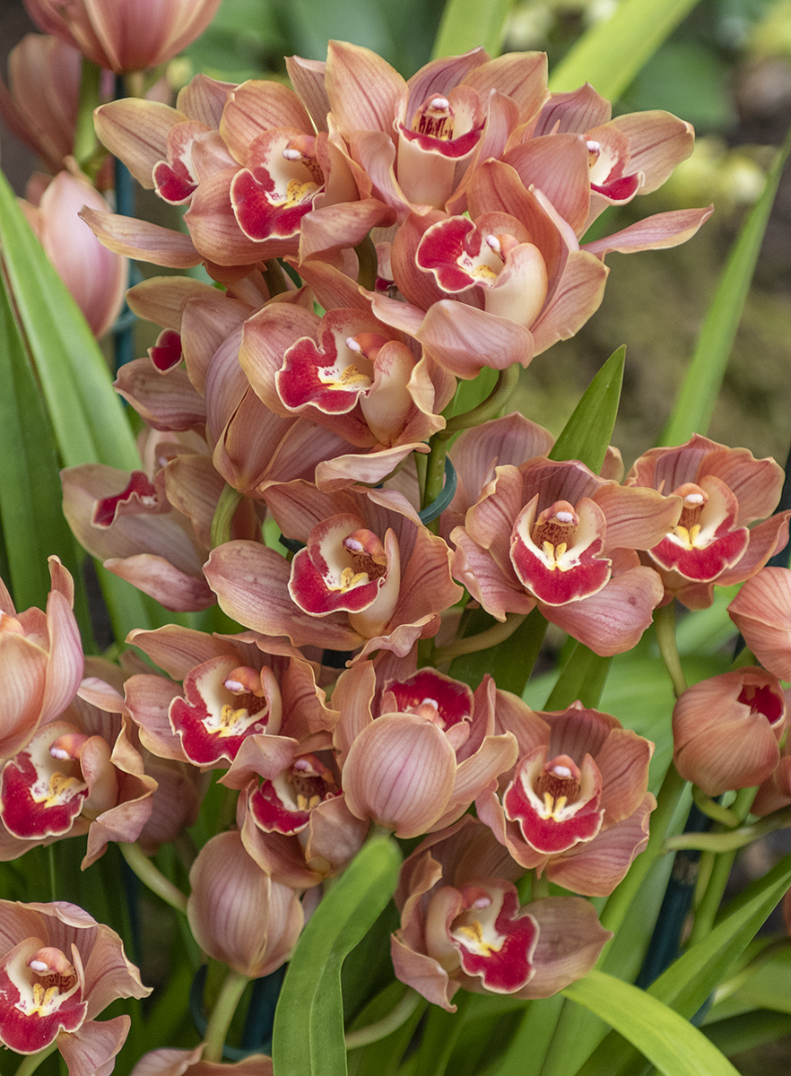 Orchid bouquet