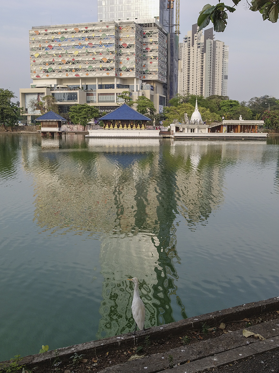 Intermediate egret taking in the sights