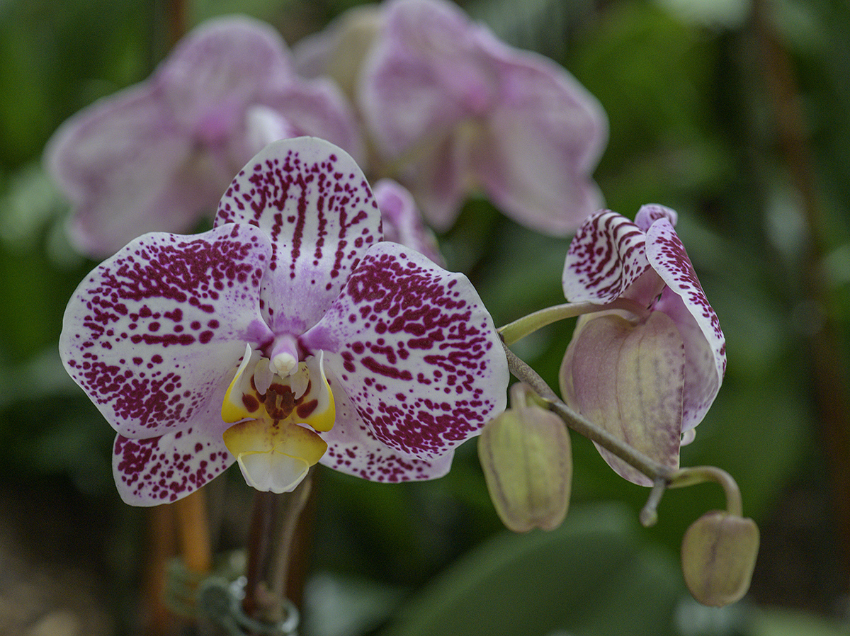 The last orchid