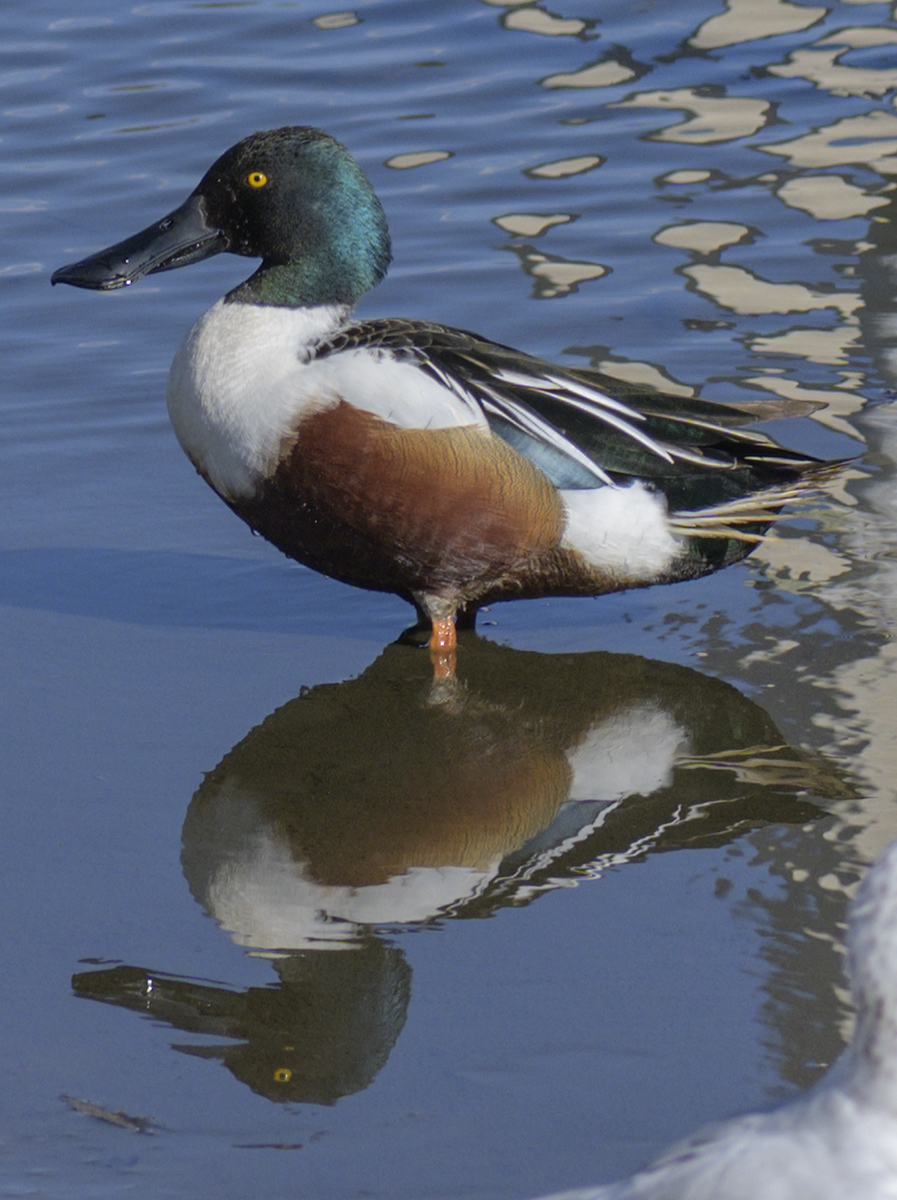 Posing shoveler
