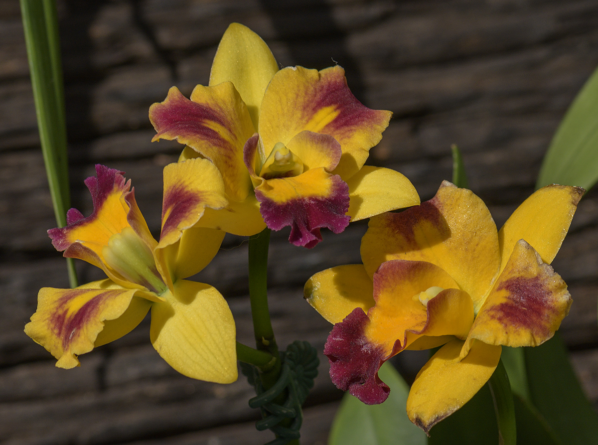 Peachy orchids