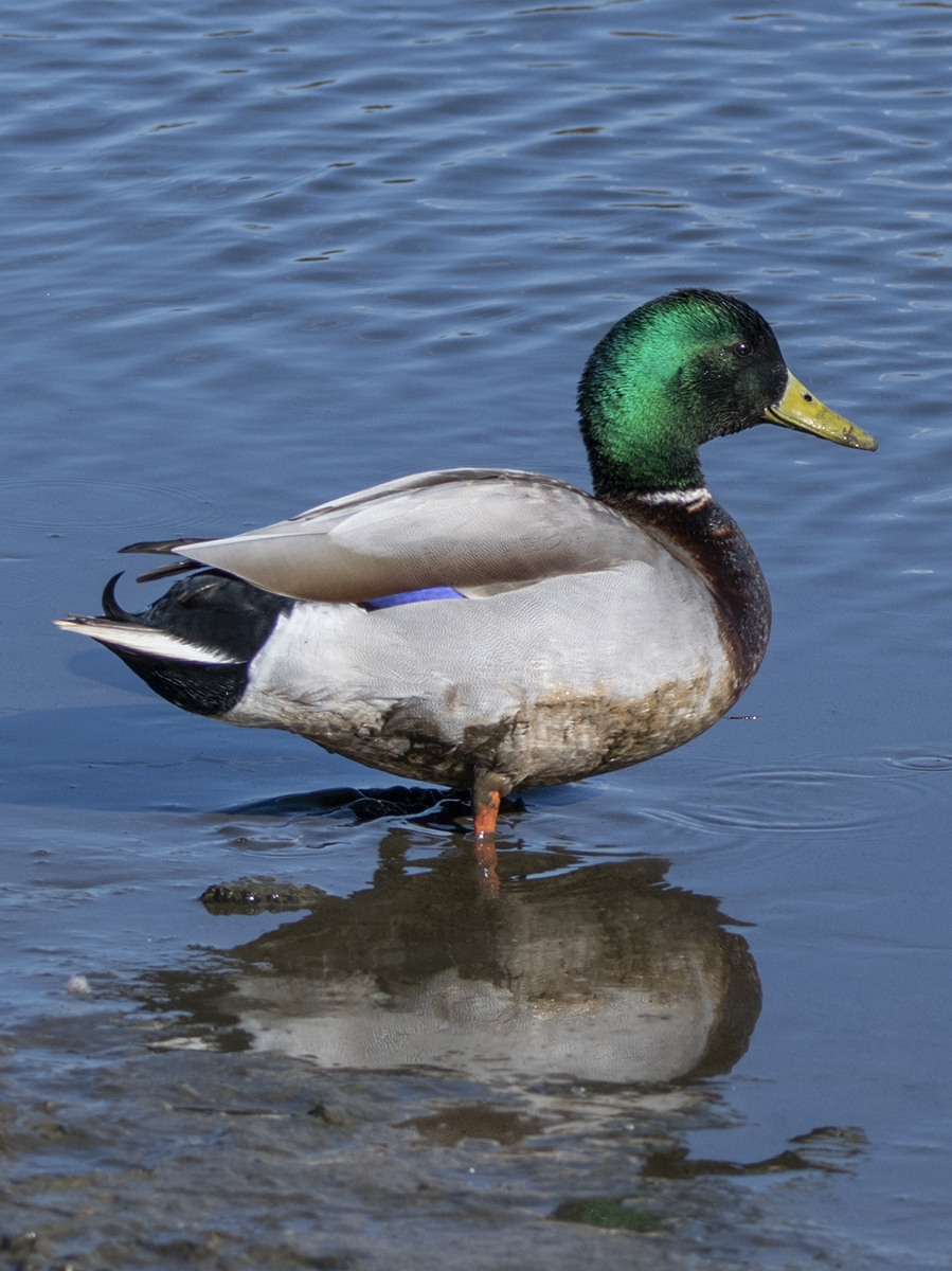 Sunbathing mallard