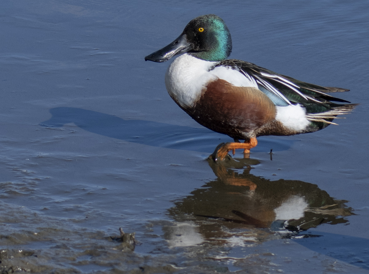 Different take on the shoveler