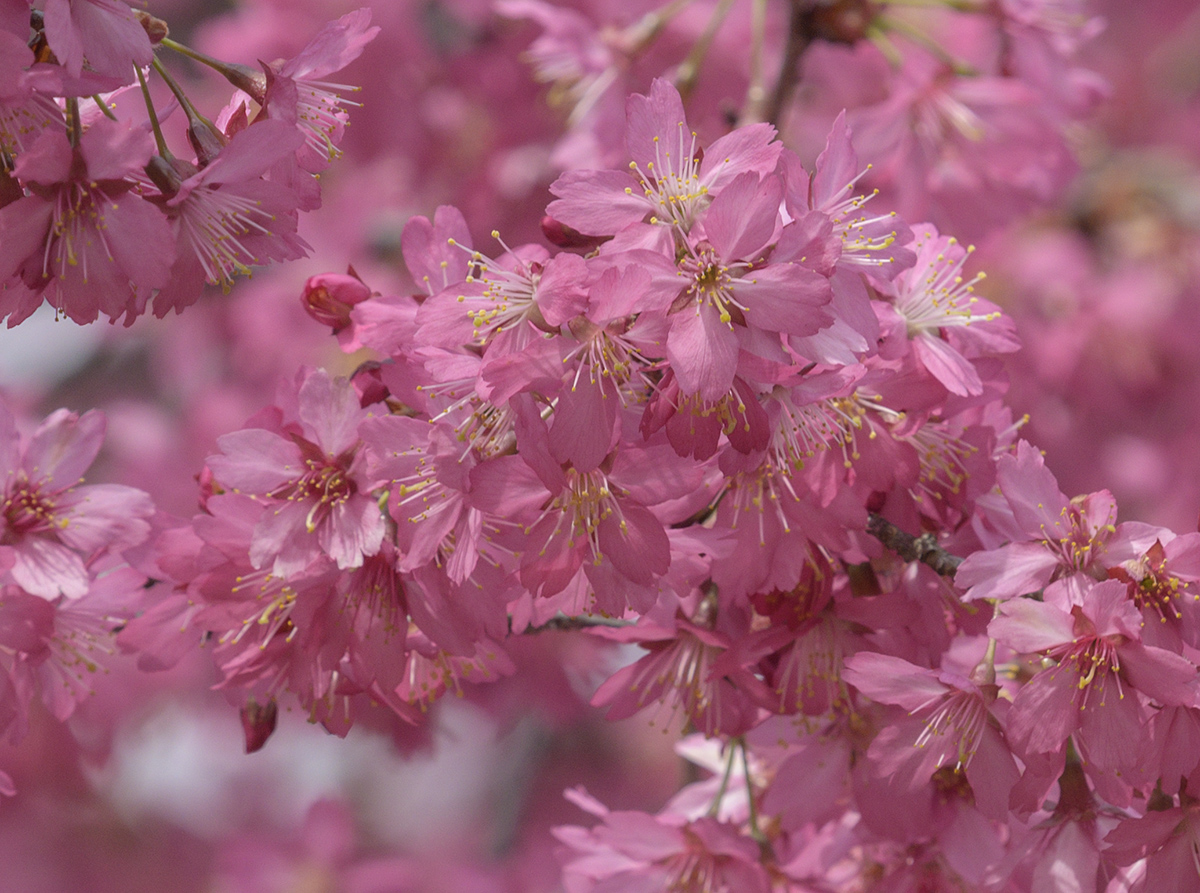 Showy cherry blossoms