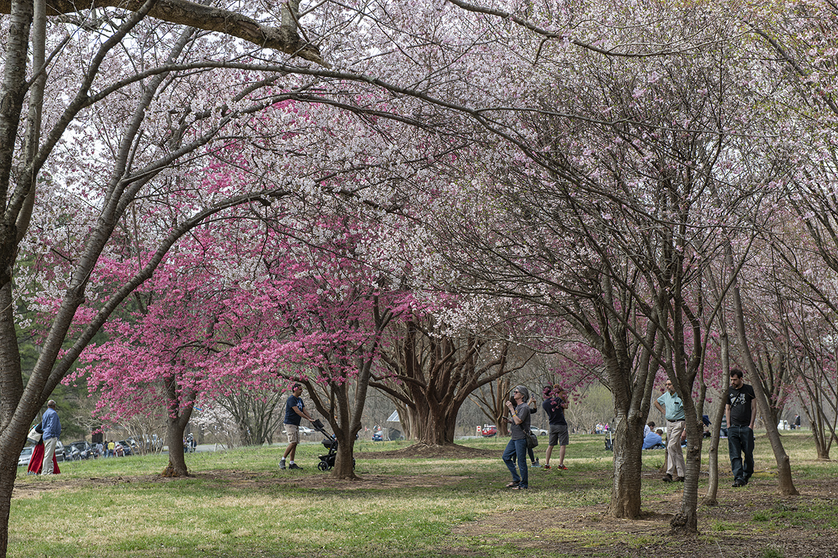 Not as crowded as the famous Tidal Basin