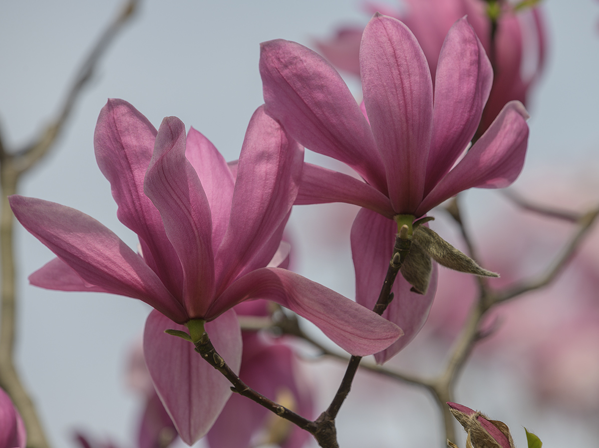 Rosy magnolias