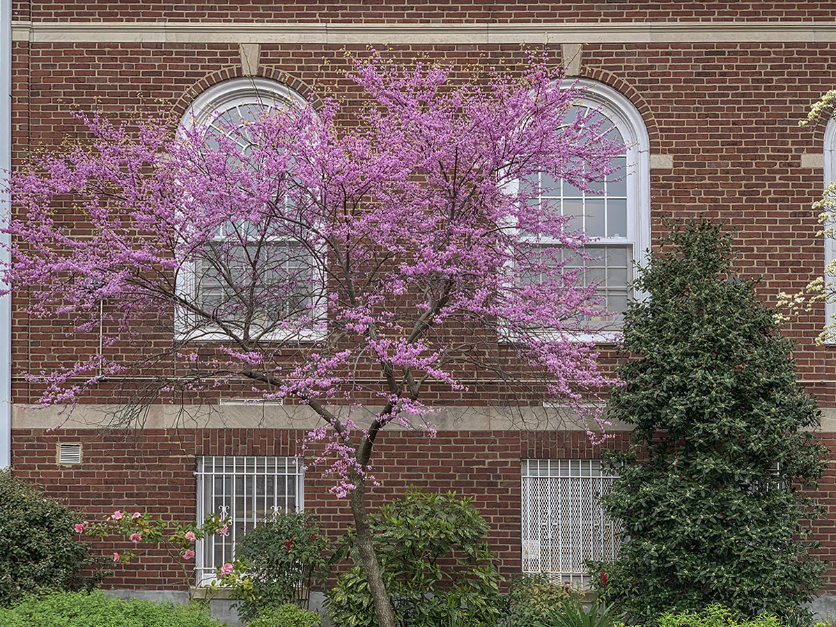 Southeast Neighborhood Library, Capitol Hill