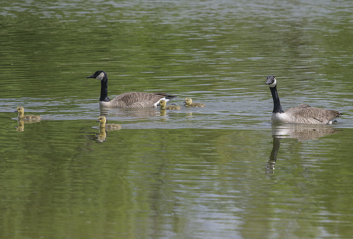 The goose family