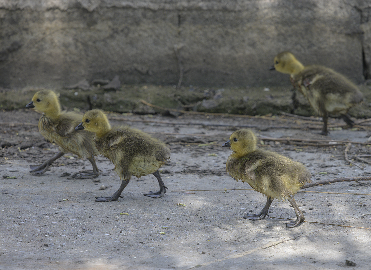 Odd gosling out