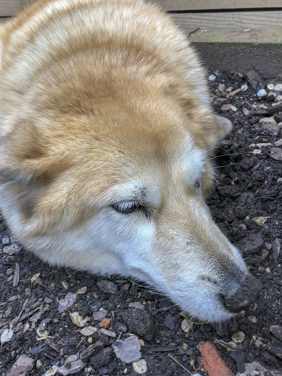In the doghouse -- again
