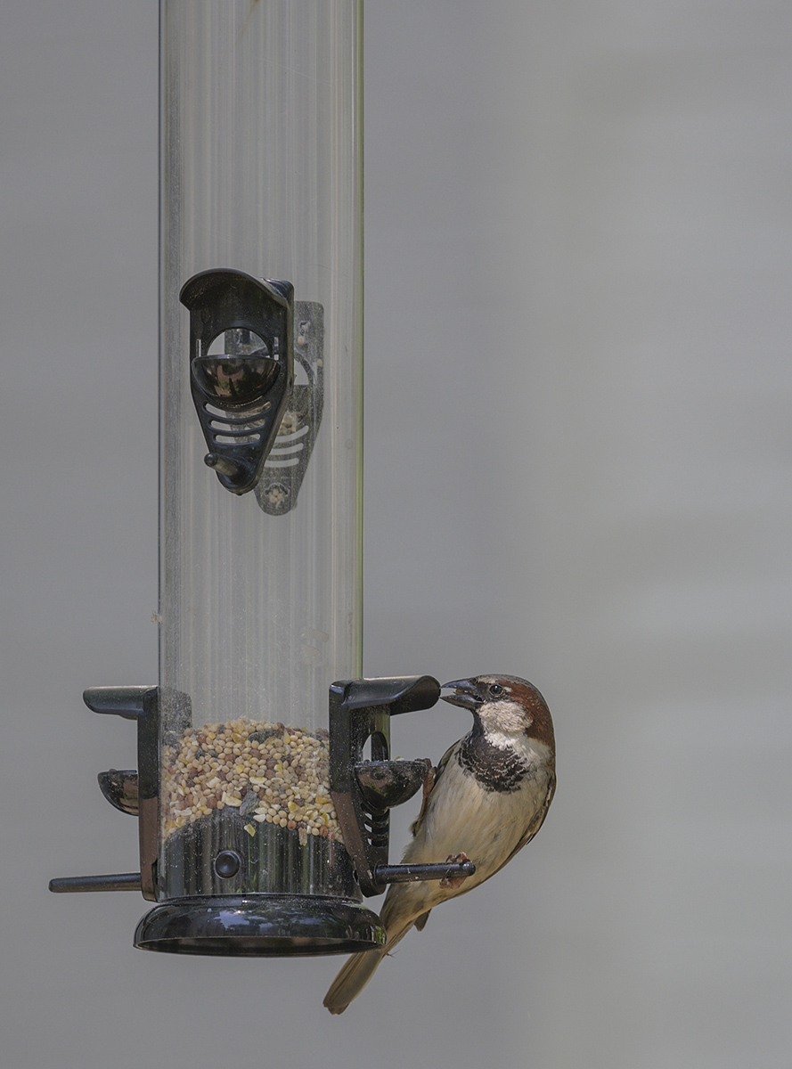 The latest in bird feeders