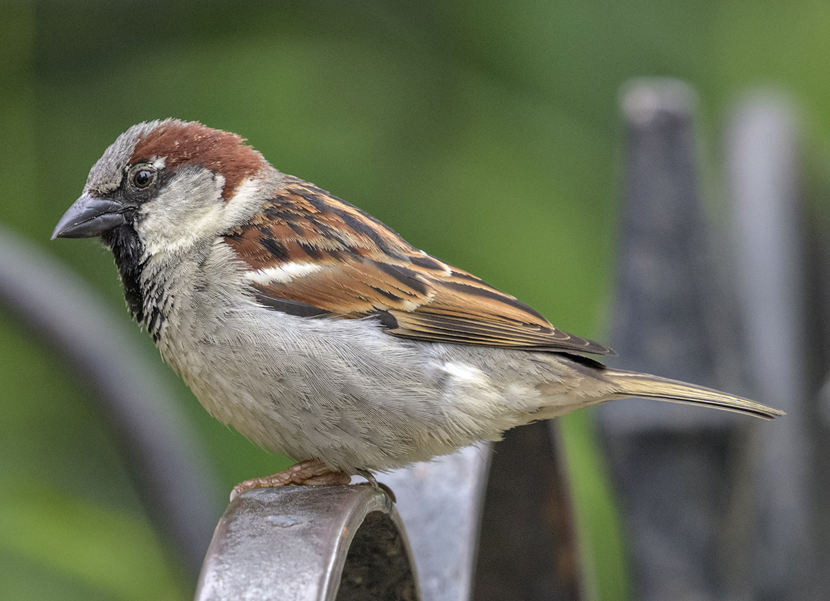 The detailed sparrow
