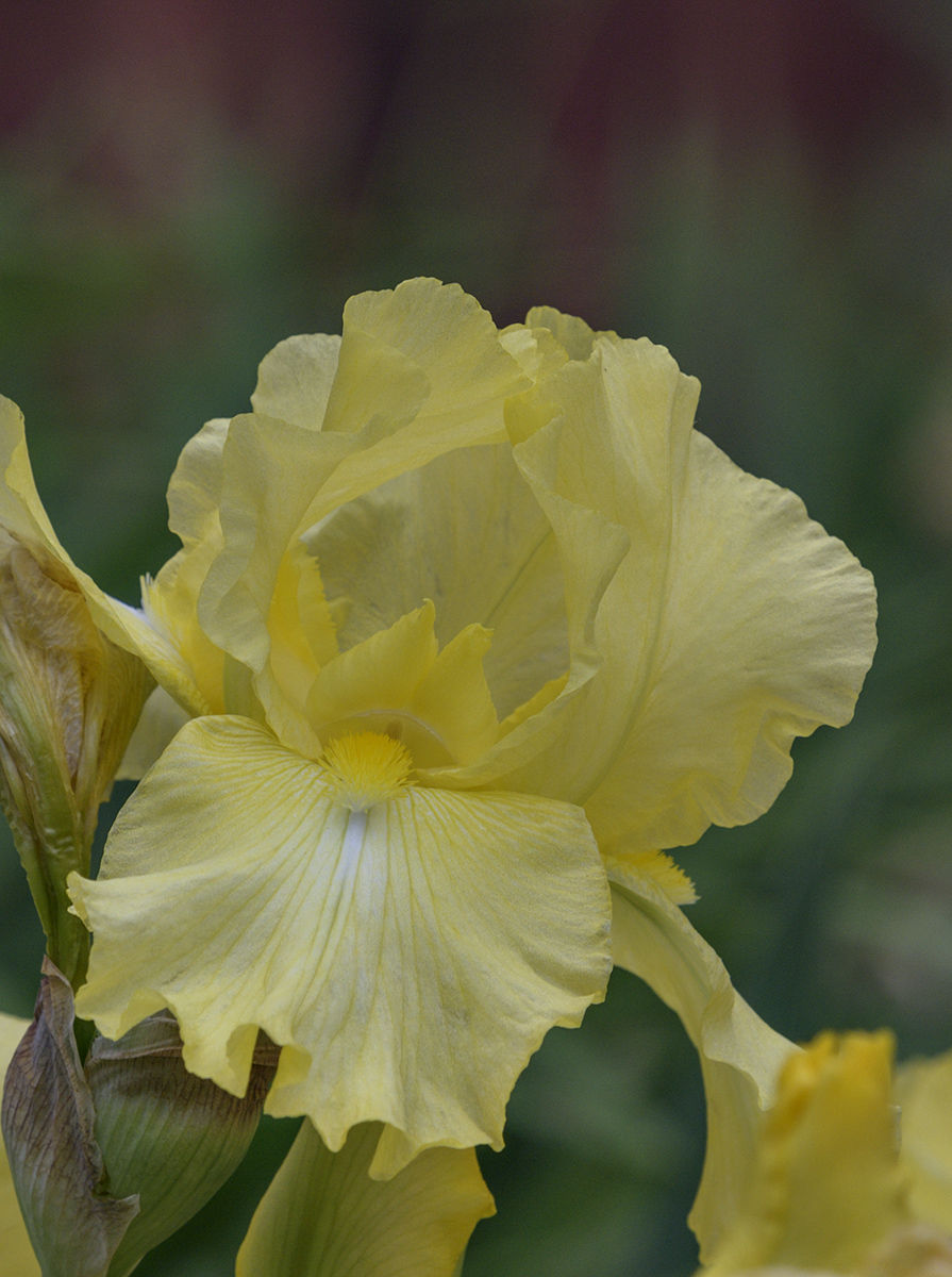 Lemony