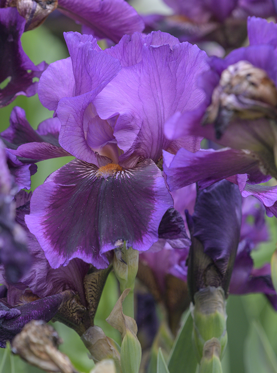 Richly colored